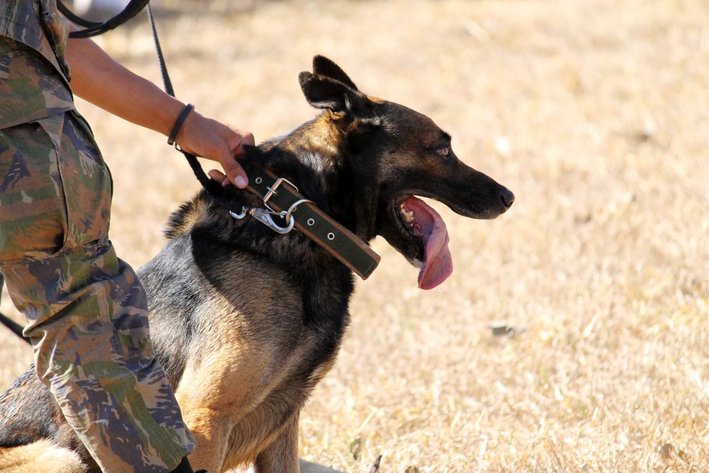 Un chien militaire