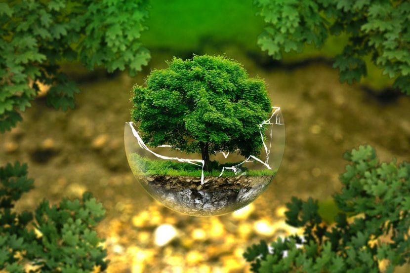 arbre miniature dans un globe en verre cassé
